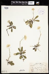 Antennaria howellii subsp. canadensis image