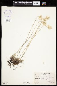 Antennaria howellii subsp. canadensis image
