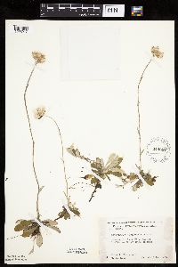 Antennaria howellii subsp. canadensis image