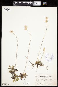 Antennaria howellii subsp. canadensis image