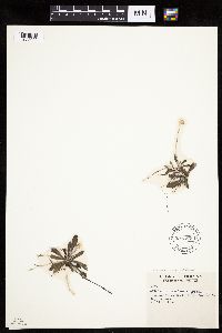 Antennaria howellii subsp. canadensis image