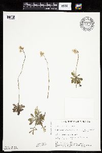 Antennaria howellii image