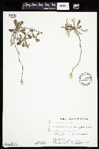 Antennaria howellii image