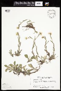 Antennaria howellii subsp. neodioica image