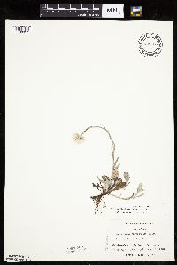 Antennaria plantaginifolia image