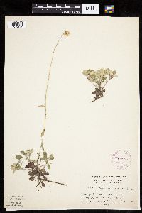 Antennaria howellii subsp. neodioica image