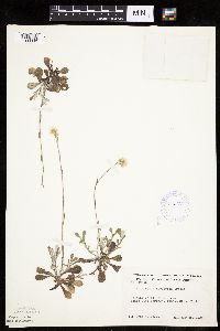 Antennaria howellii subsp. neodioica image