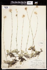 Antennaria howellii image