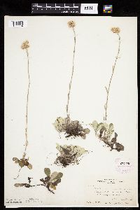 Antennaria howellii subsp. neodioica image