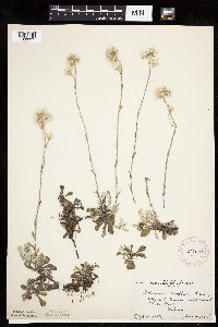 Antennaria howellii subsp. neodioica image