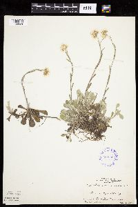 Antennaria howellii subsp. neodioica image