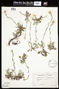 Antennaria howellii subsp. neodioica image