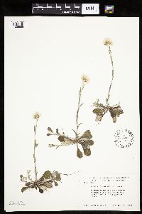 Antennaria howellii subsp. neodioica image