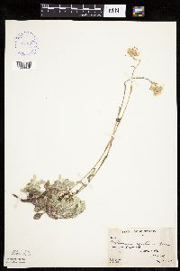Antennaria howellii image