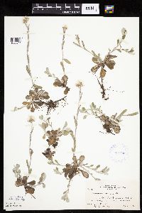 Antennaria howellii subsp. neodioica image