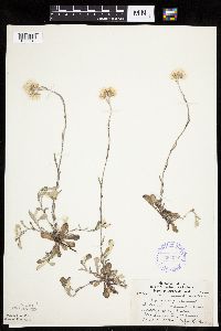 Antennaria howellii image