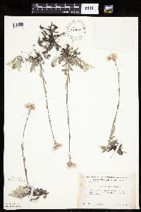 Antennaria howellii image