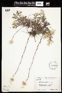 Antennaria howellii image