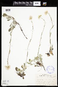 Antennaria howellii subsp. neodioica image