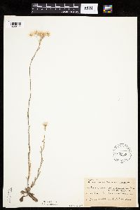 Antennaria howellii subsp. neodioica image