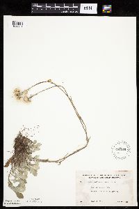 Antennaria howellii subsp. neodioica image