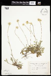 Antennaria howellii image