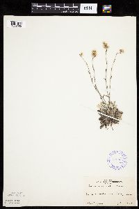 Antennaria howellii subsp. neodioica image