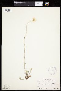 Antennaria howellii image