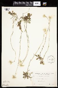 Antennaria howellii subsp. neodioica image