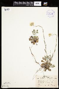 Antennaria howellii image