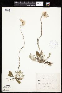 Antennaria parlinii image