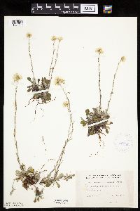 Antennaria howellii image