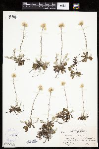 Antennaria howellii subsp. neodioica image