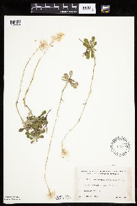 Antennaria howellii subsp. neodioica image