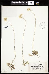 Antennaria howellii subsp. neodioica image