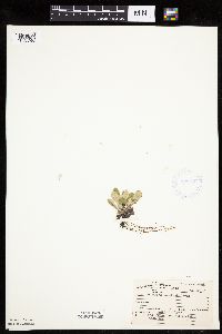 Antennaria howellii subsp. neodioica image