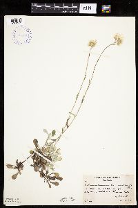 Antennaria howellii image