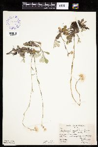 Antennaria howellii subsp. neodioica image