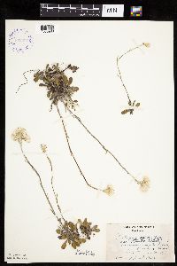 Antennaria howellii subsp. canadensis image
