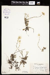 Antennaria howellii subsp. neodioica image