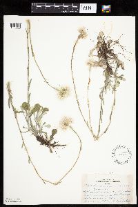 Antennaria howellii subsp. neodioica image