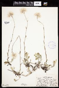 Antennaria howellii image