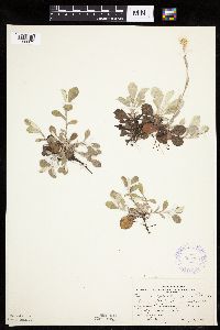 Antennaria howellii subsp. neodioica image