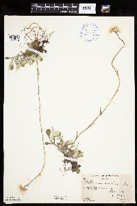 Antennaria howellii subsp. neodioica image