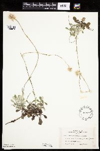 Antennaria howellii image