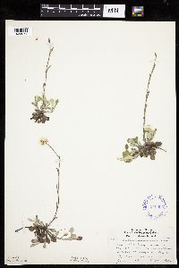 Antennaria howellii subsp. neodioica image