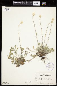 Antennaria howellii subsp. neodioica image