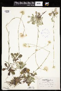 Antennaria howellii subsp. neodioica image