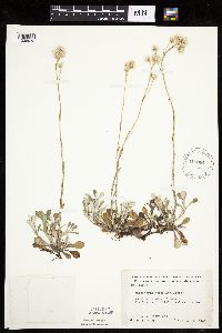 Antennaria howellii subsp. neodioica image