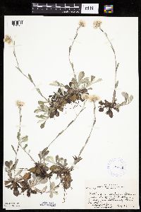 Antennaria howellii image
